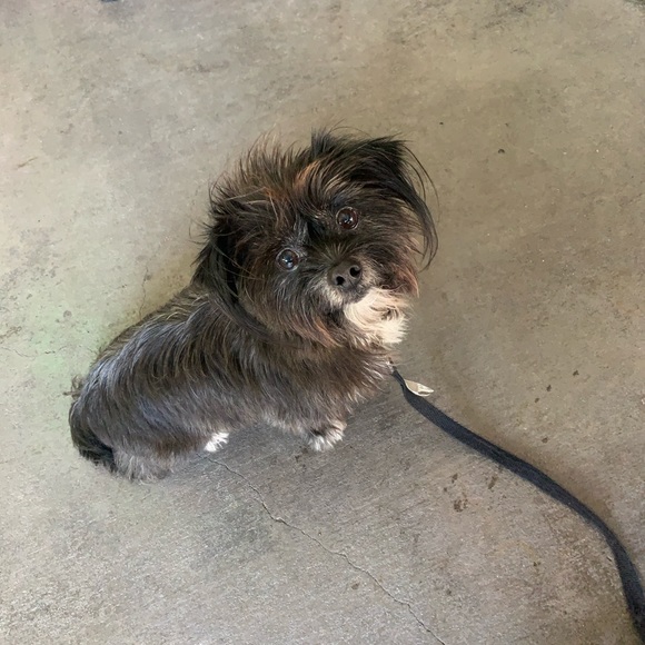 Meet your Posher, Jan - Picture 1 of 1